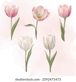 Spring realistic tulips with white and pink flowers in a seasonal plants painting with a botanical theme