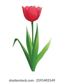 Spring red tulip flower. Vector illustration for postcard, cover, poster. 