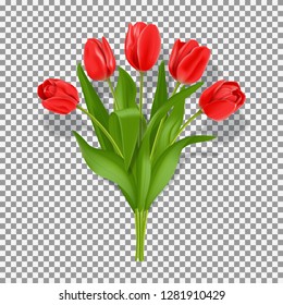 Spring red tulip flowers. Realistic bouquet of red tulips isolated on transparent background. Vector illustration. Seasonal elements for design greeting cards and holiday banners.