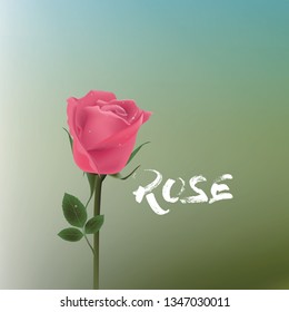 spring rose flower