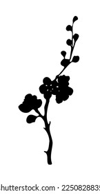 Frühlingssakura blühend Zweig schwarze Silhouette auf weißem Hintergrund. Handgezeichnetes Vektordesign-Element.