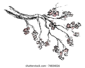 Spring sakura blossom drawing - vector illustration (my own picture tracing)