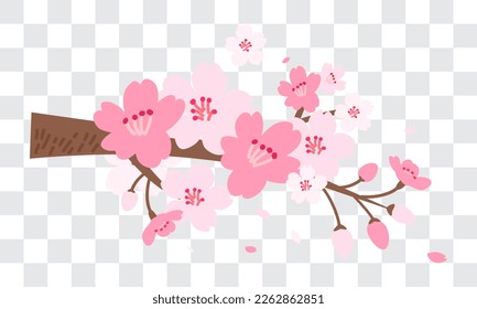 Spring Sakura branch vector illustration. Pink Cherry blossom on fake transparent background