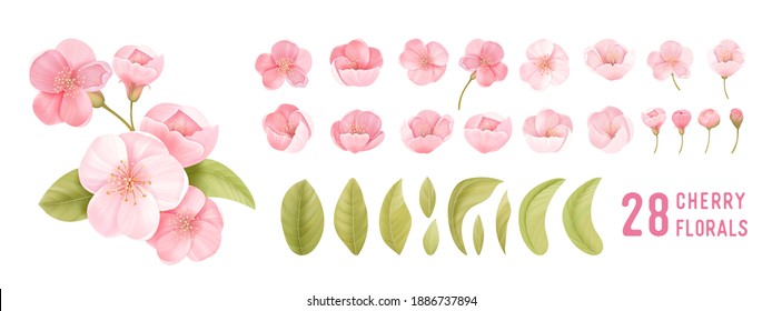 Spring sakura cherry blooming flowers. Isolated realistic pink petals, blossom, branches, leaves vector set. Design spring tree illustration