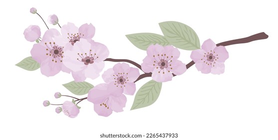 Spring sakura cherry blooming flowers branch. Design spring tree illustration