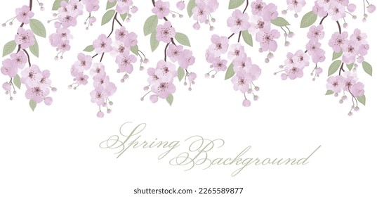 Spring sakura cherry blooming flowers background