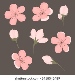 Spring sakura cherry blooming flowers bouquet. Isolated realistic pink petals, blossom, branches, leaves vector set. Design spring tree illustration