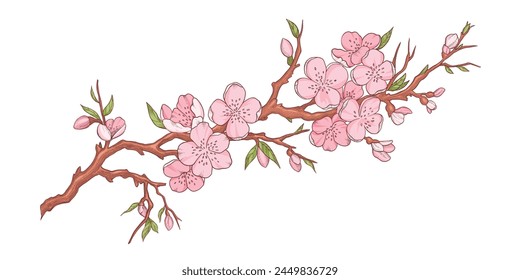 Spring sakura cherry blooming flowers bouquet. Isolated realistic pink petals, blossom, branches, leaves vector set. Design spring tree illustration on white background