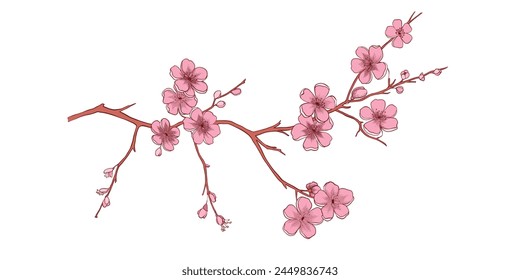 Spring sakura cherry blooming flowers bouquet. Isolated realistic pink petals, blossom, branches, leaves vector set. Design spring tree illustration on white background