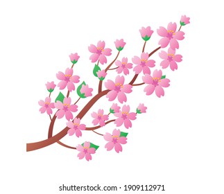 Spring sakura cherry tree branch with blooming flowers isolated