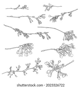 Spring Sakura flowers blooming art set, hand drawn cherry blossom illustrations made from real twigs and branches, isolated in white and black color. Floral buds opening for Japanese holiday. Vector.