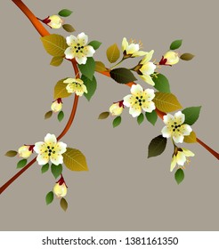Spring. Sakura flowers are blooming. Springtime flowering of trees.