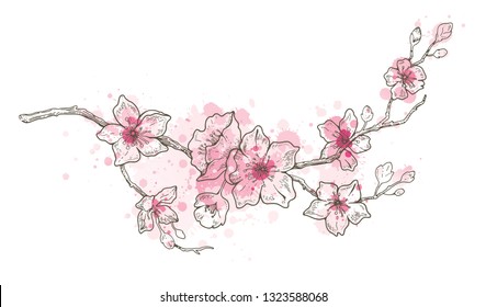 Spring sakura flowers blossom art, hand drawn watercolor style. Cute paint cherry plant. Vector illustration, isolated on white background. Realistic floral bloom for japanese, chinese holiday card