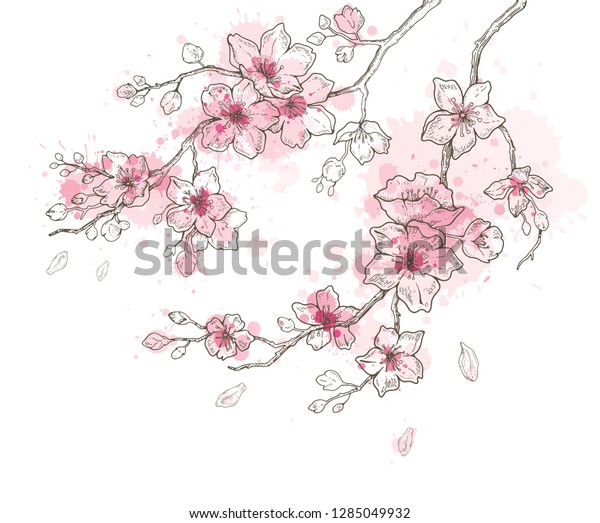 春の桜の花の花絵手描きの水彩 白い背景にかわいいペイントの桜の植物のベクターイラスト 日本と中国のホリデーカードにリアルな花が咲く のベクター画像素材 ロイヤリティフリー