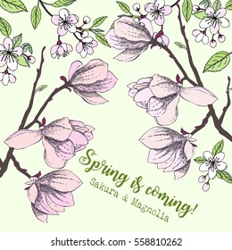  Spring Sakura and Magnolia Background. Hand drawn flowers. Vector illustration