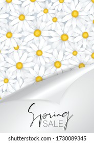 Spring sale banner  background or flyer. Tender white daisy flower under peeling off wrapping paper. Vector illustration.