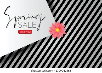 Spring sale banner. Pink daisy flower or black and white background. Vector illustration.