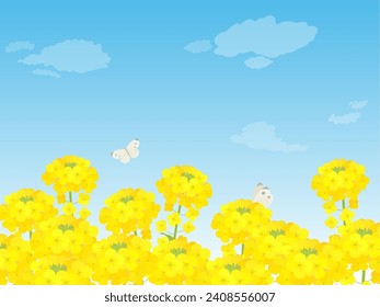 Spring scenery of blue sky and rape blossom field