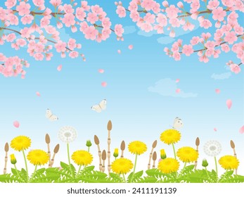 Spring scenery of cherry blossoms, dandelions, and horsetail in full bloom_background