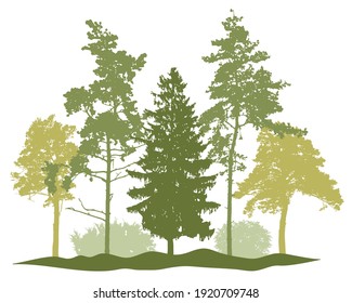 Spring season, silhouette of spruce trees, pine, bush, other trees. Beautiful nature, woodland. Vector illustration