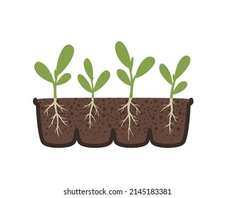 Spring seedling with root system. Healthy plant roots, picking, transplanting. Vector flat illustration of seedlings with roots in a container.