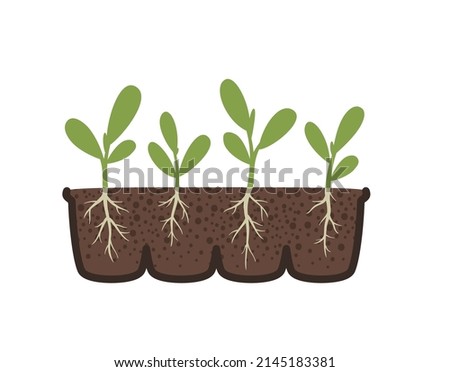 Spring seedling with root system. Healthy plant roots, picking, transplanting. Vector flat illustration of seedlings with roots in a container.