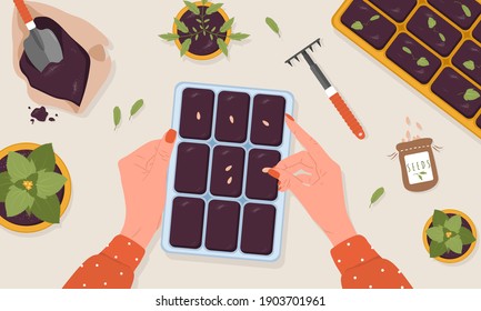 Spring seedlings. Female hands plants seeds in the ground. Top view. Vector illustration in flat cartoon style. Domestic orangery and care concept. Gardening hobby.