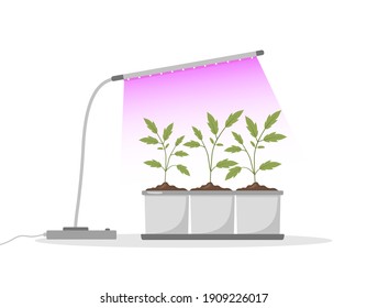Spring seedlings in pots under phyto lamp. Growing gardening plants with purple light. Vegetarian and ecological products. Vector illustration in flat cartoon style. Plant care concept.