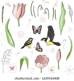 spring set of elements, itemset from tulips and snowdrops, delicate flowers with birds and insects