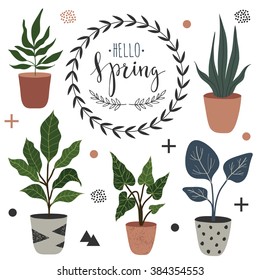 Spring set with ficus and other home plants. Vector illustration