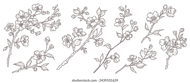 Conjunto de primavera de ramas floridas. Rama de sakura dibujada a mano con flores en estilo line art. Ilustración aislada botánica mínima del vector en color negro