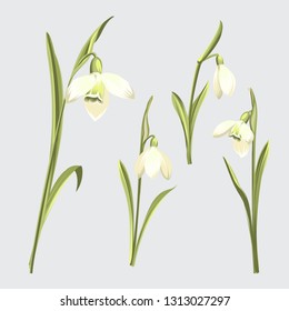 Spring set of flowers of snowdrops on a gray background. Botanical illustration of spring bouquet. Vector illustration.