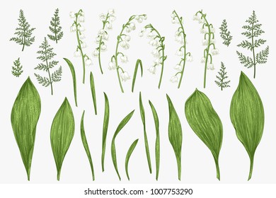 Spring set with lily of the valley flowers and herbs. Botanical illustration.