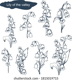 Spring set with Lily of the valley flowers. drawn realistic nature. Botanical vector illustration isolated on a white background. flowers, primroses. vintage style.