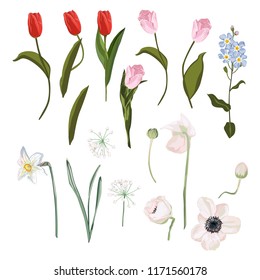 Spring set of pink red tulip, leaves, blooming anemones, narcissus, forget-me-not flowers, botanical illustration isolated on white background.