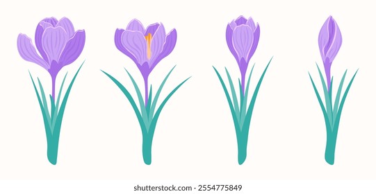 Spring set purple crocuses on white background. Hand drawn blooming flowers and buds