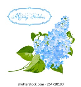 Spring siringa flowers background for the romantic design. Vector illustration