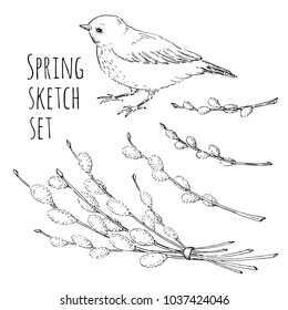 Spring sketch set with bird and willow sprigs isolated on white background in vector EPS8