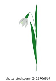 Spring snowdrop flower. Blooming primrose with delicate white flowers on a stem with green leaves. Flat cartoon style. Hand drawn vector illustration on a white background for cards, print, banner.