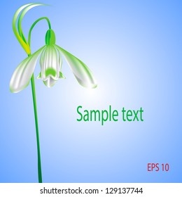 spring snowdrop flower. vector illustration