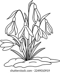 Flores de nieve de primavera sobre la nieve para el libro de colorear. Ilustración vectorial de las nevadas blancas en flor