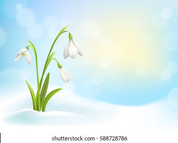 Spring snowdrop flowers with snow on background with blue sky, sun and blurred bokeh lights. Vector illustration.