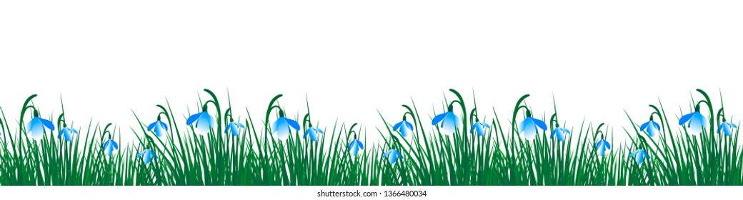 Spring snowdrops flowers on white background. Green grass with flowers . Vector iIiustration.