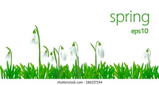 Spring snowdrops (Galanthus nivalis) with fresh green leaves isolated on white background vector illustration.