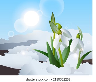 spring snowdrops in melted snow endangered plant species