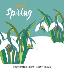 Spring snowdrops in the snow. Vector illustration on green background with Hello Spring quote