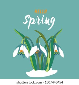 Spring snowdrops in the snow. Vector illustration on green background with Hello Spring quote