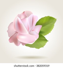 Spring soft realistic single rose flower, vector illustration