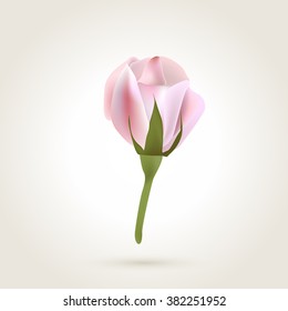 Spring soft realistic single rose flower, vector illustration