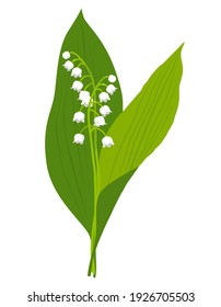 Spring sprig of lily of the valley. Small white flowers and green leaves. Vector image isolated on a white background, suitable for holiday cards and wedding invitations.